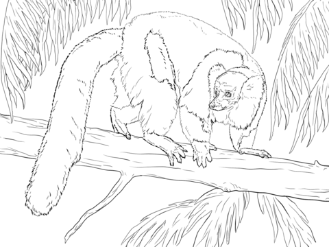 Black And White Ruffed Lemur Coloring Page